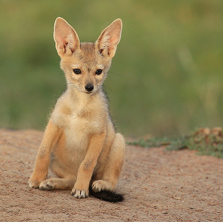 Black-backed jackals - Masaï Mara