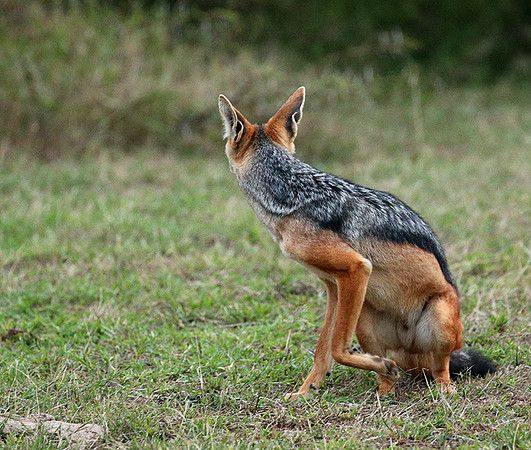 Laikipia : black-backed jackal