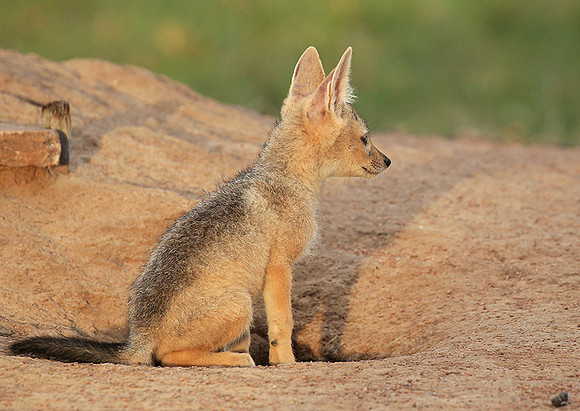 Black-backed jackals - Masaï Mara