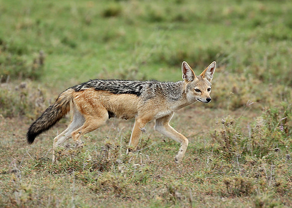Black-backed jackals - Masaï Mara