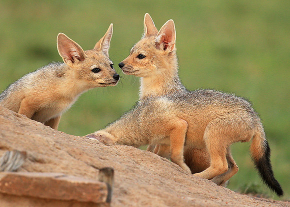 Black-backed chacal cubs - Masaï Mara