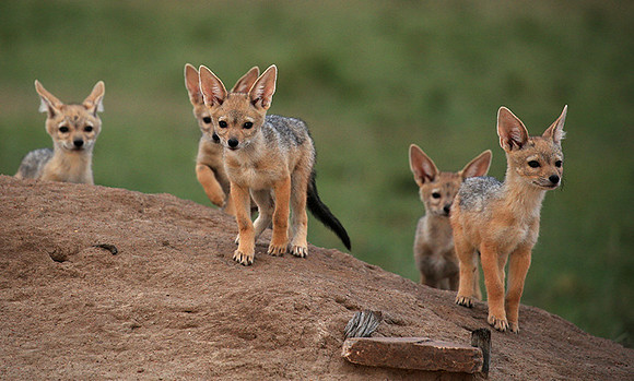Black-backed jackals - Masaï Mara