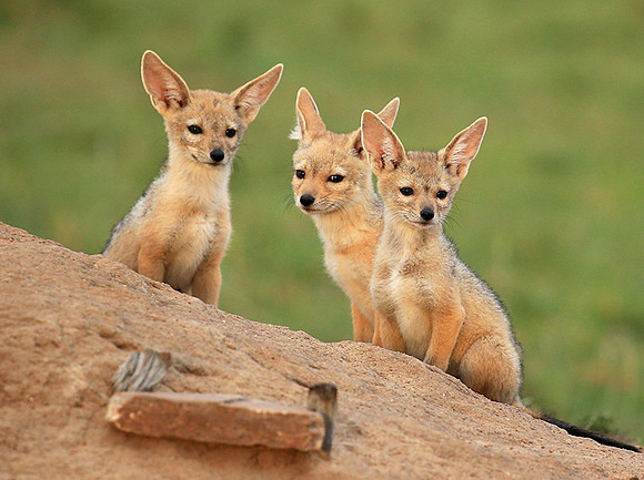 Black-backed chacal cubs - Masaï Mara