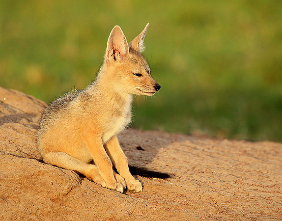 Black-backed jackals - Masaï Mara