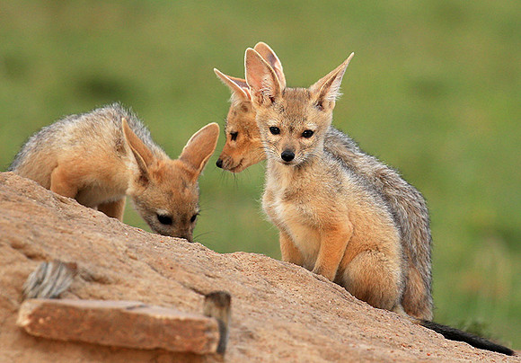 Black-backed chacal cubs - Masaï Mara