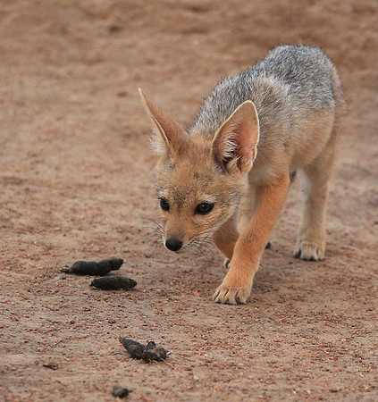 Black-backed jackals - Masaï Mara