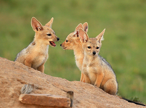 Black-backed chacal cubs - Masaï Mara