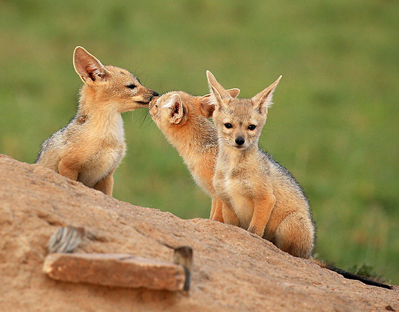 Black-backed chacal cubs - Masaï Mara