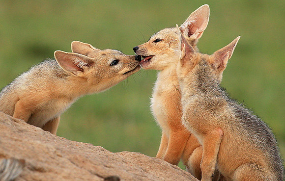 Black-backed chacal cubs - Masaï Mara