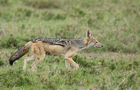 Black-backed jackals - Masaï Mara