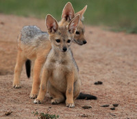 Black-backed jackals - Masaï Mara