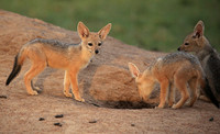 Black-backed jackals - Masaï Mara