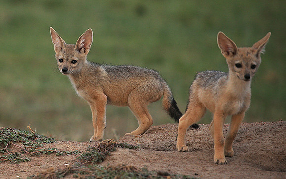 Black-backed jackals - Masaï Mara