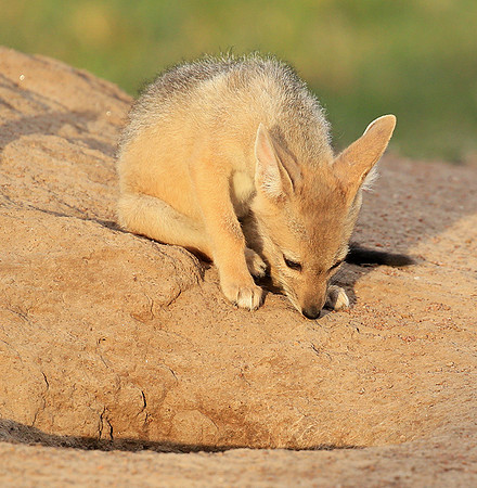 Black-backed jackals - Masaï Mara