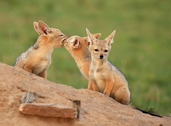 Black-backed chacal cubs - Masaï Mara