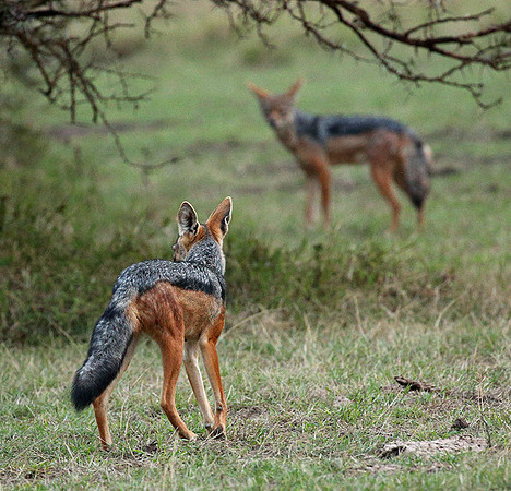 Laikipia : black-backed jackal
