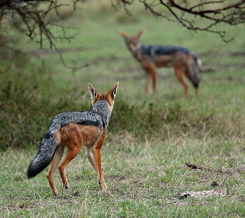 Laikipia : black-backed jackal