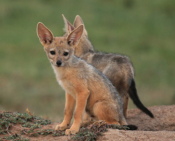 Black-backed jackals - Masaï Mara