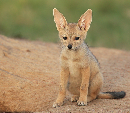 Black-backed jackals - Masaï Mara