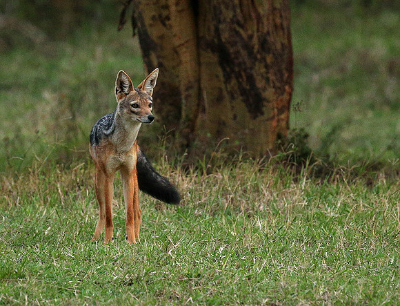 Laikipia : black-backed jackal