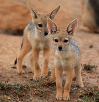 Black-backed jackals - Masaï Mara