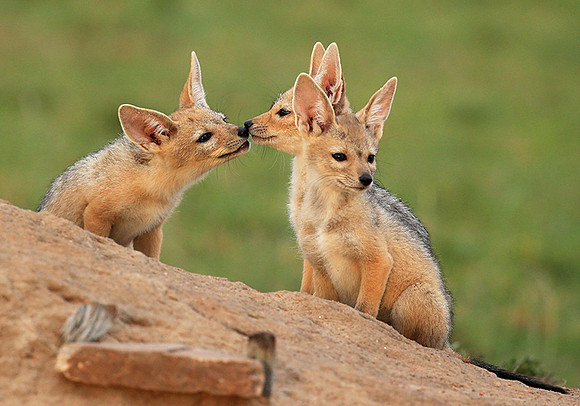 Black-backed chacal cubs - Masaï Mara