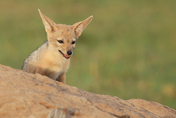 Black-backed jackals - Masaï Mara