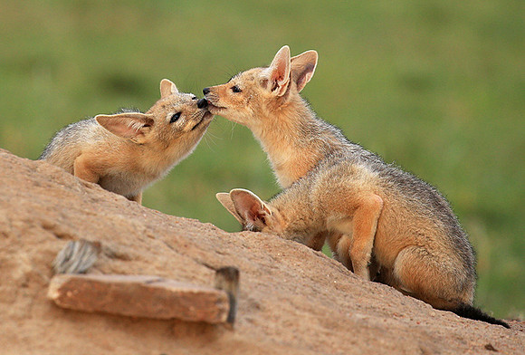 Black-backed chacal cubs - Masaï Mara