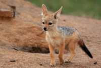Black-backed jackals - Masaï Mara