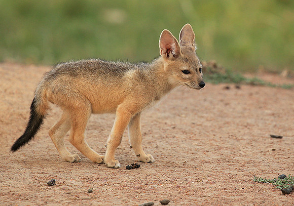 Black-backed jackals - Masaï Mara