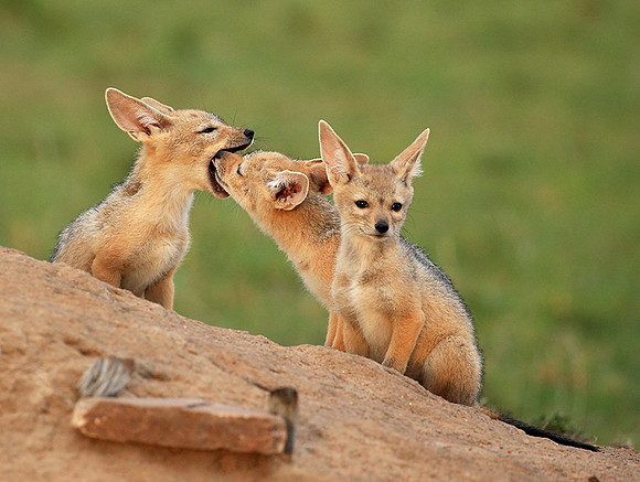 Black-backed chacal cubs - Masaï Mara