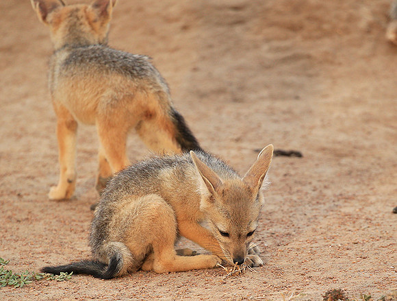 Black-backed jackals - Masaï Mara