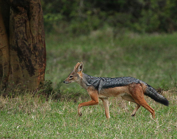 Laikipia : black-backed jackal