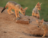 Black-backed jackals - Masaï Mara