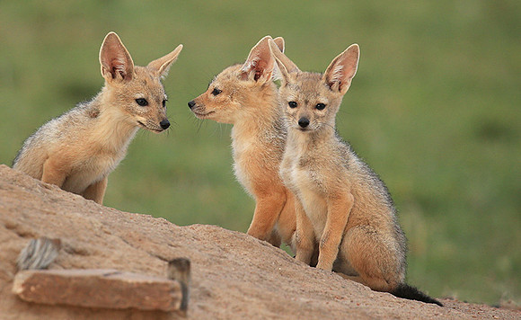 Black-backed jackals - Masaï Mara