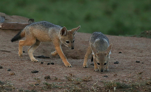 Black-backed jackals - Masaï Mara