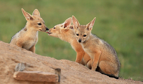 Black-backed jackals - Masaï Mara