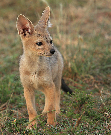 Black-backed jackals - Masaï Mara