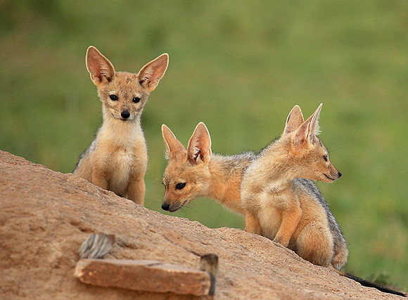 Black-backed chacal cubs - Masaï Mara