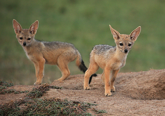 Black-backed jackals - Masaï Mara