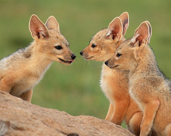 Black-backed chacal cubs - Masaï Mara