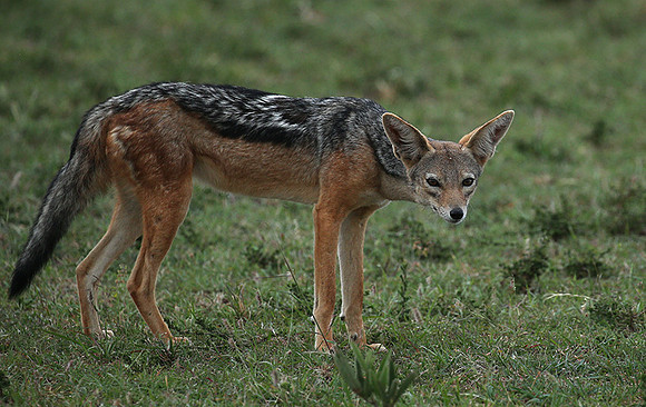 Black-backed jackals - Masaï Mara