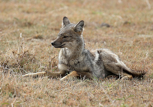 Black-backed jackals - Masaï Mara