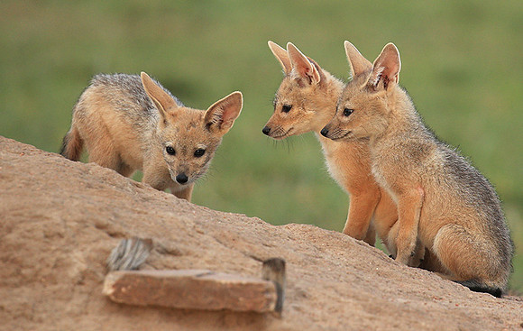 Black-backed jackals - Masaï Mara