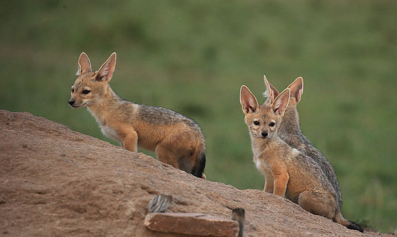 Black-backed jackals - Masaï Mara