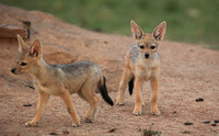 Black-backed jackals - Masaï Mara