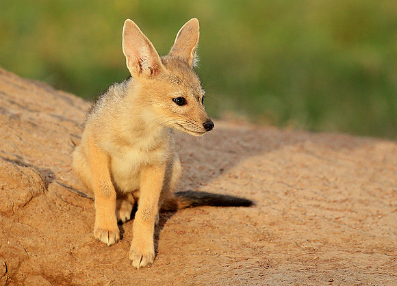 Black-backed jackals - Masaï Mara