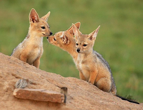 Black-backed chacal cubs - Masaï Mara