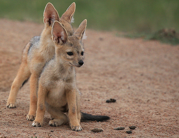 Black-backed jackals - Masaï Mara