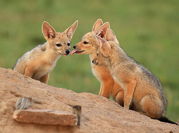 Black-backed chacal cubs - Masaï Mara